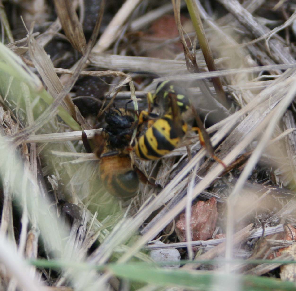wasps-attacking-bees 161a.jpg